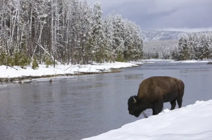Framed Print : North America, USA, Wyoming, Yellowstone National Park. Bison beside a river Framed Print : North America, USA, Wyoming, Yellowstone National Park. Bison beside a river