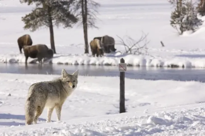 Framed Print : North America, USA, Wyoming, Yellowstone National Park. Coyote approaching a river with Bison