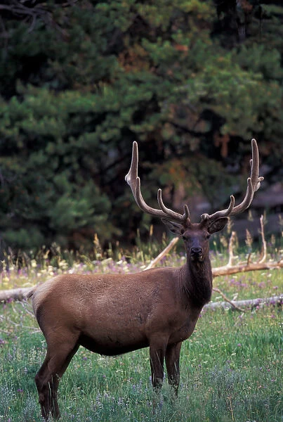 North America, USA, Wyoming, Yellowstone NP, Elk or Wapiti (Cervus elaphus)