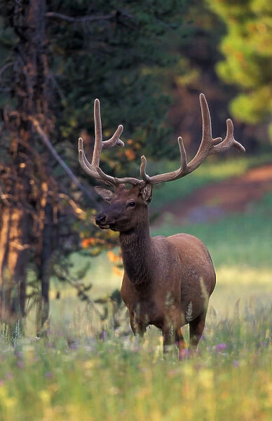 North America, USA, Wyoming, Yellowstone NP elk or Wapiti (Cervus elaphus)