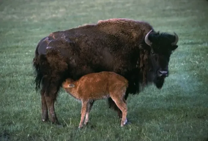 Framed Print : North America, USA, Yellowstone National Park. A bison (Bison bison) mother and nursing calf Framed Print : North America, USA, Yellowstone National Park. A bison (Bison bison) mother and nursing calf