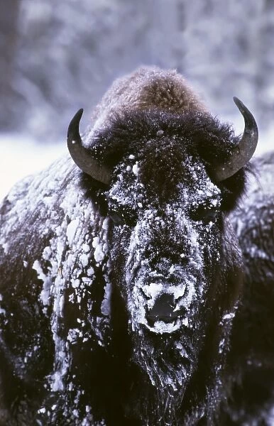 North America, USA, Yellowstone National Park. A bison (Bison bison) on a very cold