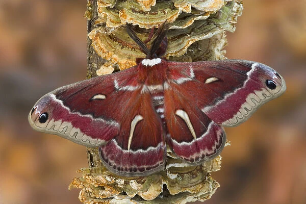 North American Silk Moth Hyalophora euryalus photographed Sammamish, Washington