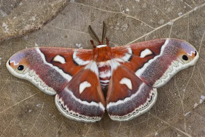 Framed Print : North American Silk Moth Hyalophora gloveri from the Arizona area photographed Sammamish