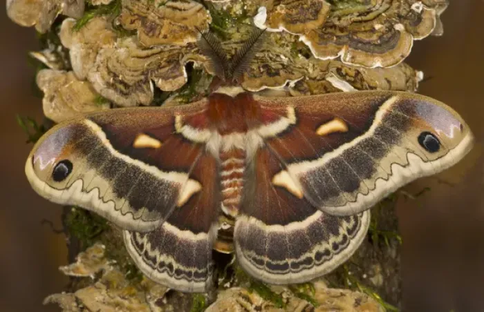 Framed Print : North American Silk Moth Hyalopora columbia photographed Sammamish, Washington Framed Print : North American Silk Moth Hyalopora columbia photographed Sammamish, Washington