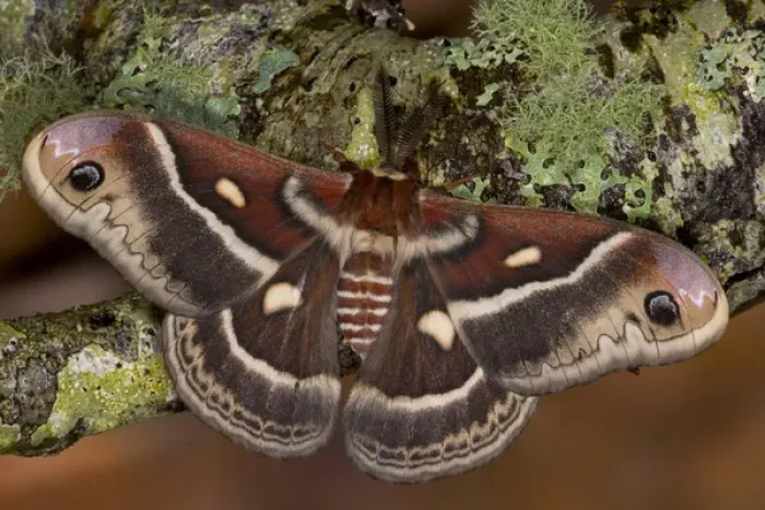 Framed Print : North American Silk Moth Hyalopora columbia photographed Sammamish, Washington Framed Print : North American Silk Moth Hyalopora columbia photographed Sammamish, Washington