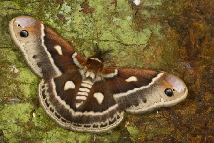 Framed Print : North American Silk Moth Hyalopora columbia photographed Sammamish, Washington Framed Print : North American Silk Moth Hyalopora columbia photographed Sammamish, Washington
