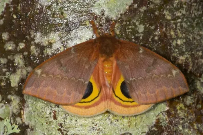 Framed Print : North American Silk Moth the Io Moth photographed Sammamish, Washington