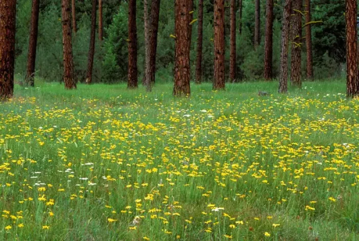 Framed Print : North America;USA;Oregon;La Grande Spring Flowers & Ponderosa Pines Framed Print : North America;USA;Oregon;La Grande Spring Flowers & Ponderosa Pines