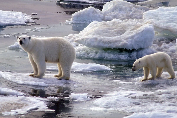 North Armerica, Arctic. Polar bear and cub