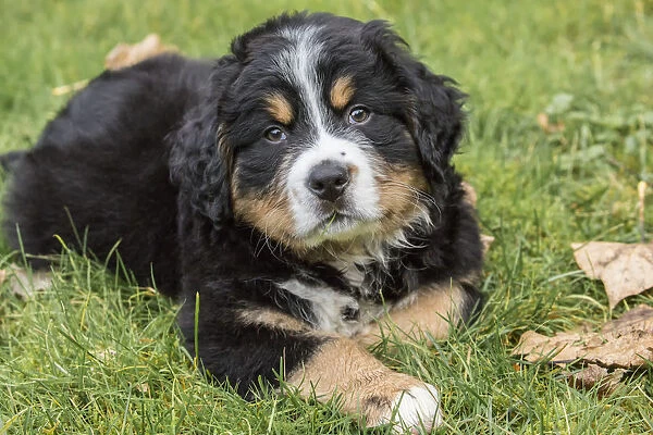North Bend, Washington State, USA. Ten week old Bernese Mountain puppy resting in the park
