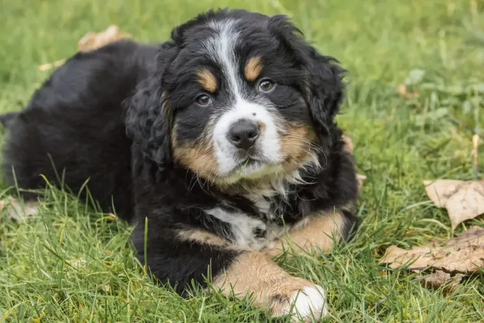 Framed Print : North Bend, Washington State, USA. Ten week old Bernese Mountain puppy resting in the park Framed Print : North Bend, Washington State, USA. Ten week old Bernese Mountain puppy resting in the park