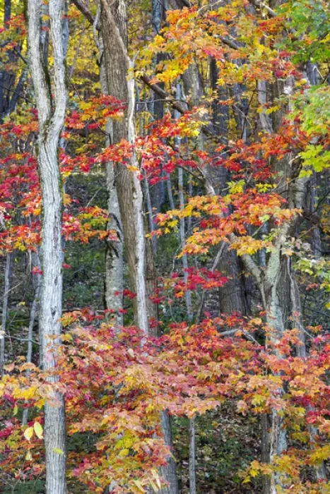 Framed Print : North Carolina, Blue Ridge Parkway
