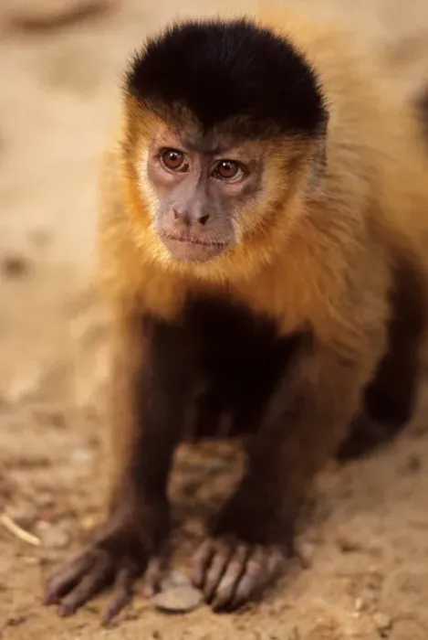 Framed Print : North-east Brazil. Monkey