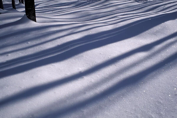 North New Portland, ME. Snow. Shadows. Northern Hardwood Forest. Northern Forest