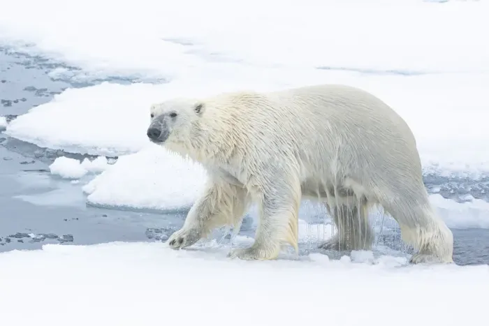 Framed Print : North of Svalbard, pack ice. A polar bear emerges from the water