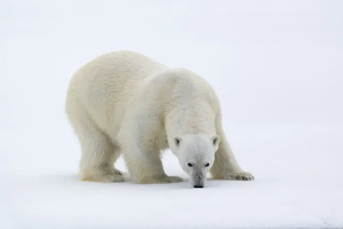 Framed Print : North of Svalbard, pack ice. A portrait of a polar bear on a large slab of ice Framed Print : North of Svalbard, pack ice. A portrait of a polar bear on a large slab of ice