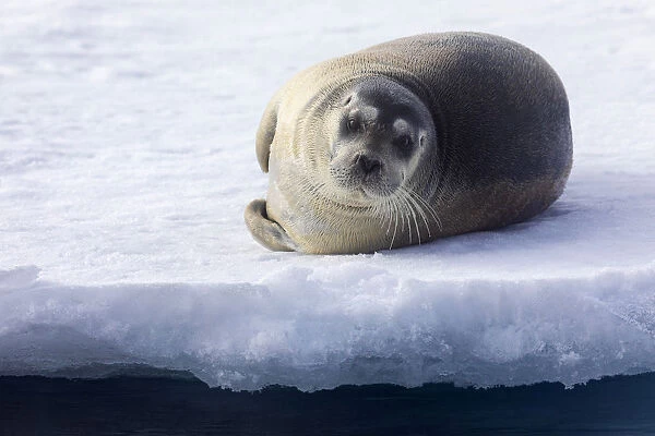 North of Svalbard, the pack ice. A portrait of a young bearded seal hauled out on the pack ice