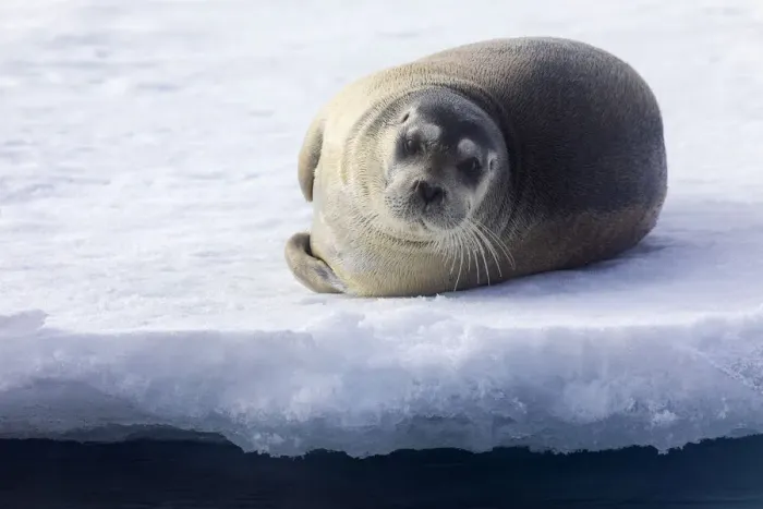 Framed Print : North of Svalbard, the pack ice. A portrait of a young bearded seal hauled out on the pack ice