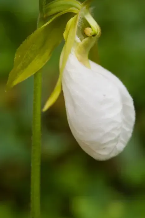 Framed Print : Northeast Kingdom. A Pink Ladys Slipper (white phase) Cypripedium acaule