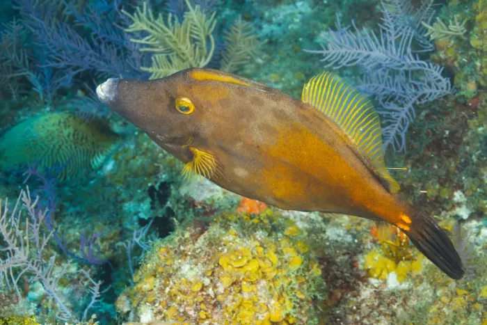 Framed Print : Northern Bahamas, Caribbean. Filefish