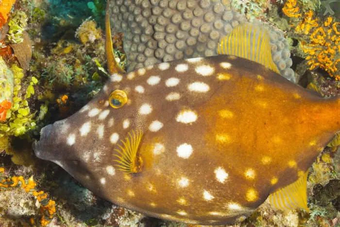 Framed Print : Northern Bahamas, Caribbean. Filefish