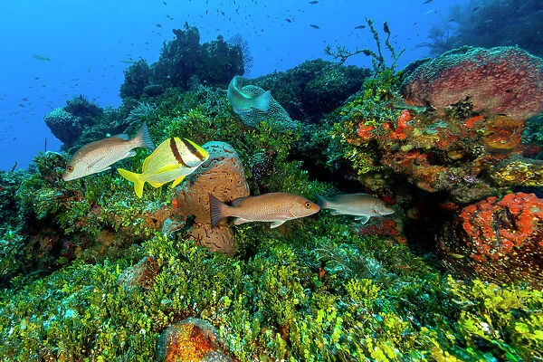 Northern Bahamas, Caribbean. Fish and coral