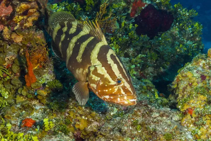 Framed Print : Northern Bahamas, Caribbean. Nassau grouper Framed Print : Northern Bahamas, Caribbean. Nassau grouper