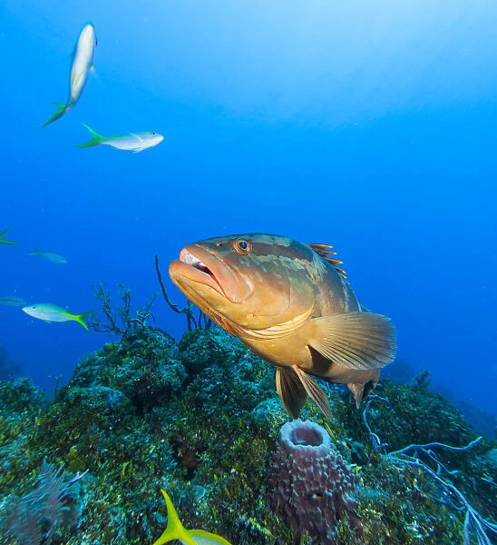 Northern Bahamas, Caribbean. Nassau grouper