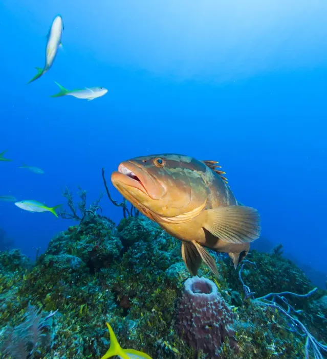 Framed Print : Northern Bahamas, Caribbean. Nassau grouper Framed Print : Northern Bahamas, Caribbean. Nassau grouper