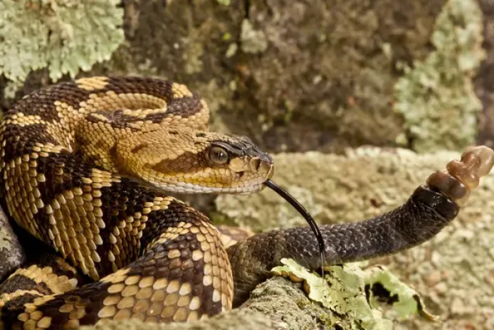 Framed Print : Northern Black-tailed Rattlesnake, Crotalus molossus, Native to Southwestern US