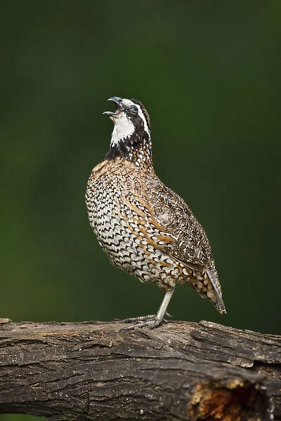 Northern Bobwhite (Colinus virginianus) quail calling
