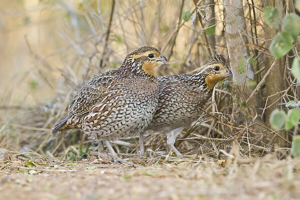 Northern Bobwhite (Colinus virginianus) quail emerging from cover