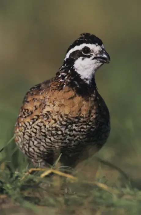 Framed Print : Northern Bobwhite, Colinus virginianus, male, Lake Corpus Christi, Texas, USA, May