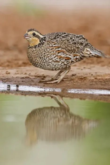Framed Print : Northern Bobwhite (Colinus virginianus) adult female drinking at south Texas pond
