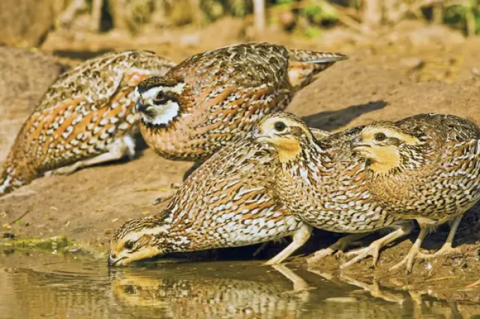 Framed Print : Northern Bobwhite (Colinus virginianus) covey, drinking, south Texas pond, USA