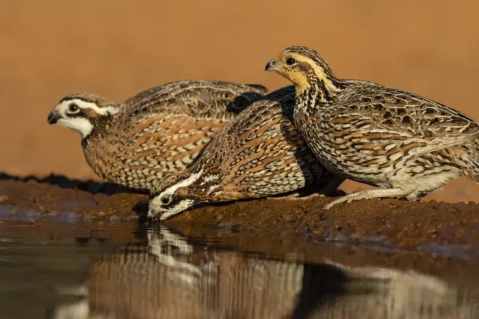 Framed Print : Northern Bobwhite (Colinus virginianus) drinking Framed Print : Northern Bobwhite (Colinus virginianus) drinking