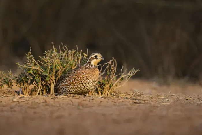 Framed Print : Northern Bobwhite (Colinus virginianus) female hiding