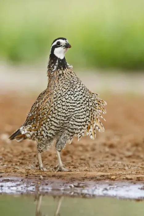 Framed Print : Northern Bobwhite (Colinus virginianus) male ruffling feathers Framed Print : Northern Bobwhite (Colinus virginianus) male ruffling feathers