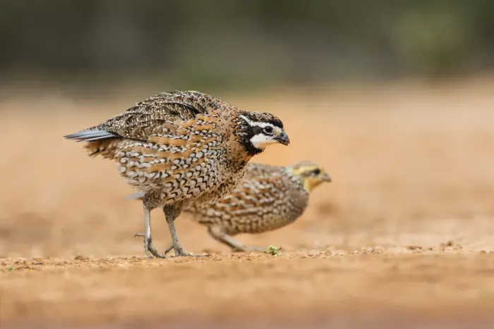 Framed Print : Northern bobwhite (Colinus virginianus) pair feeding