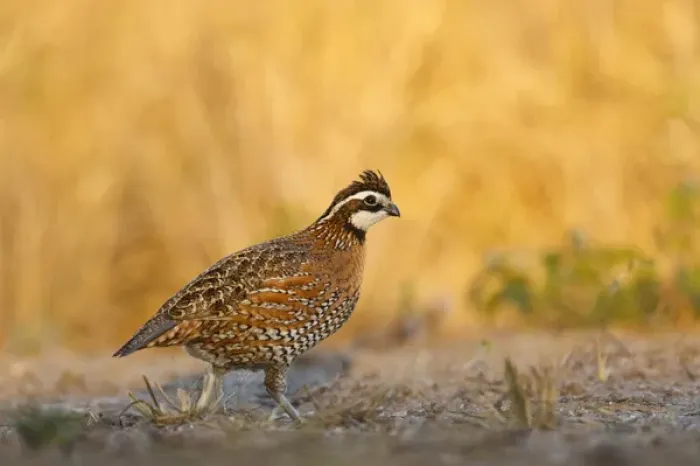 Framed Print : Northern Bobwhite (Colinus virginianus) quail, male walking Framed Print : Northern Bobwhite (Colinus virginianus) quail, male walking
