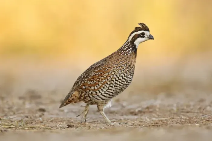 Framed Print : Northern Bobwhite (Colinus virginianus) quail, male walking Framed Print : Northern Bobwhite (Colinus virginianus) quail, male walking