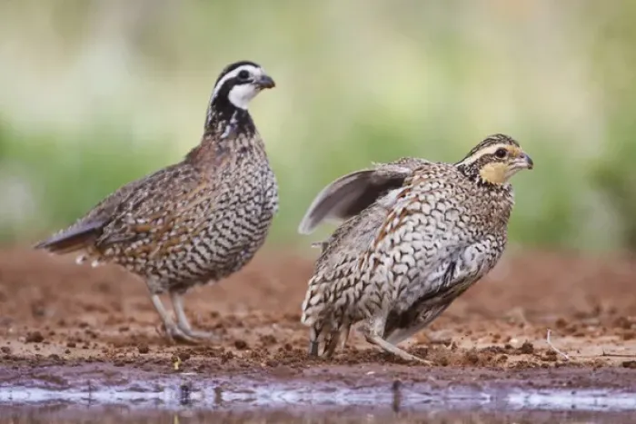Framed Print : Northern Bobwhite (Colinus virginianus) quail babies at pond for drink