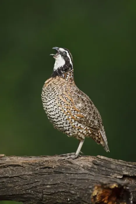 Framed Print : Northern Bobwhite (Colinus virginianus) quail calling Framed Print : Northern Bobwhite (Colinus virginianus) quail calling