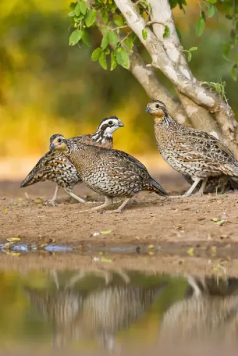 Framed Print : Northern Bobwhite (Colinus virginianus) quail emerging from cover