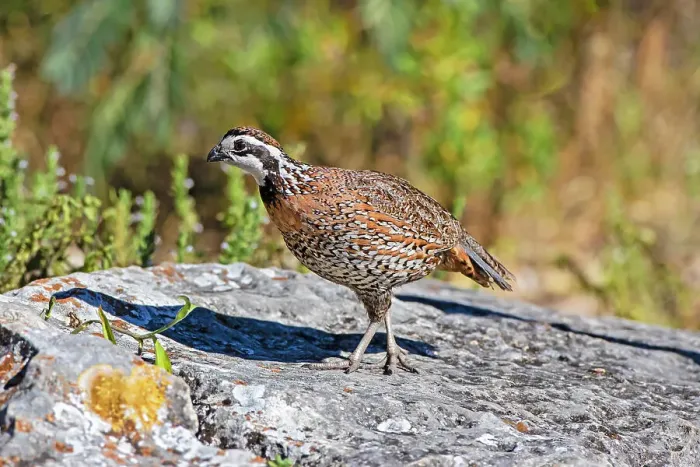 Framed Print : Northern bobwhite male on rock Framed Print : Northern bobwhite male on rock