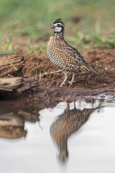 Northern Bobwhite and reflection on small pond in the desert, Rio Grande Valley, Texas