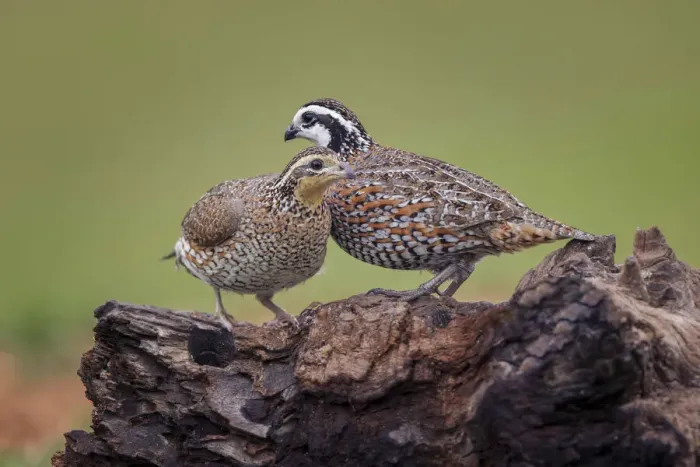 Framed Print : Northern Bobwhite, Rio Grande Valley, Texas Framed Print : Northern Bobwhite, Rio Grande Valley, Texas