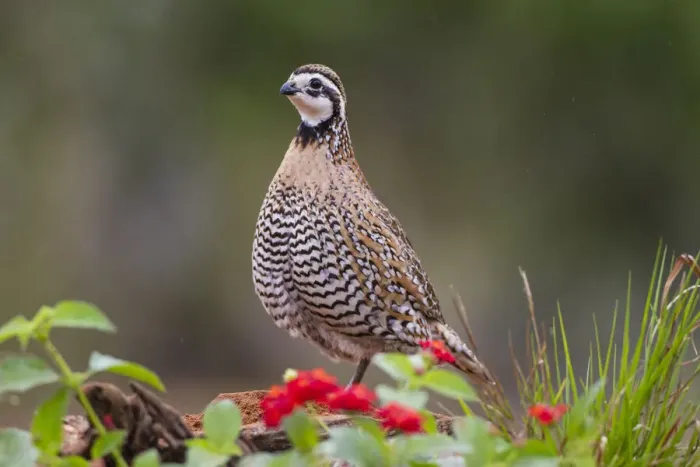 Framed Print : Northern bobwhite standing