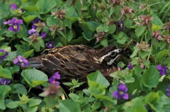 Framed Print : Northern Bobwhite in violets (Colinus virginianus) Framed Print : Northern Bobwhite in violets (Colinus virginianus)